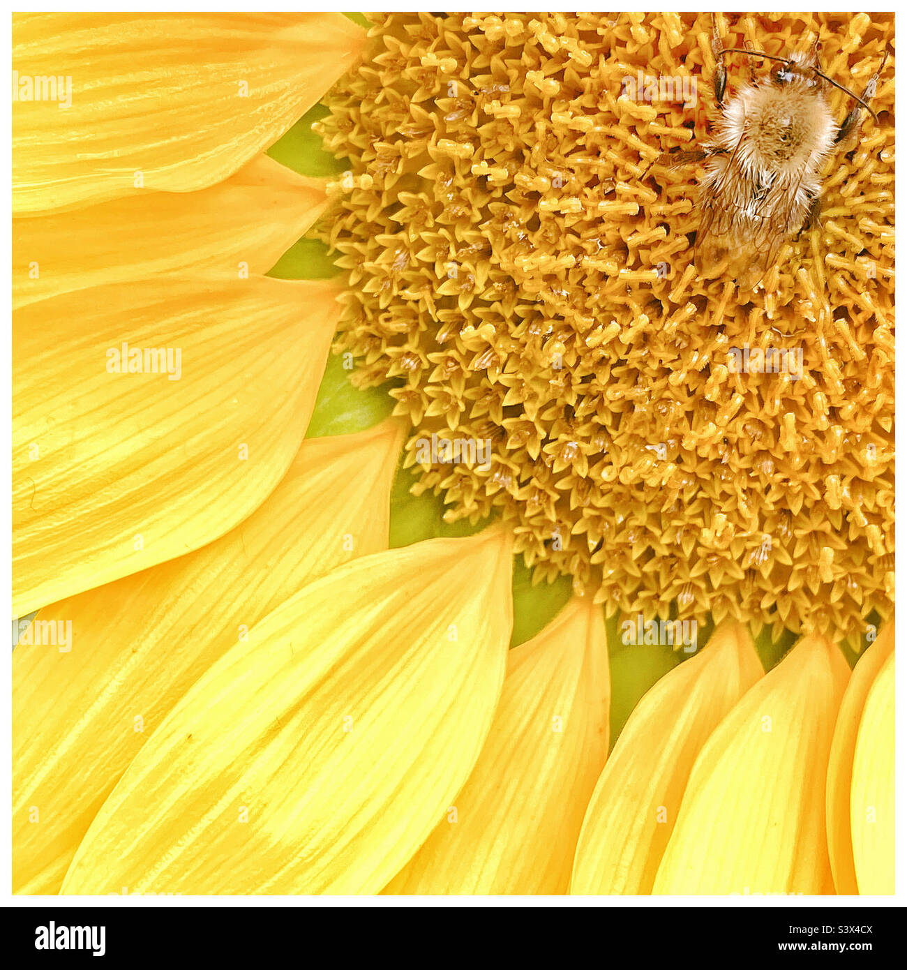 Bumblebee on a sunflower Stock Photo