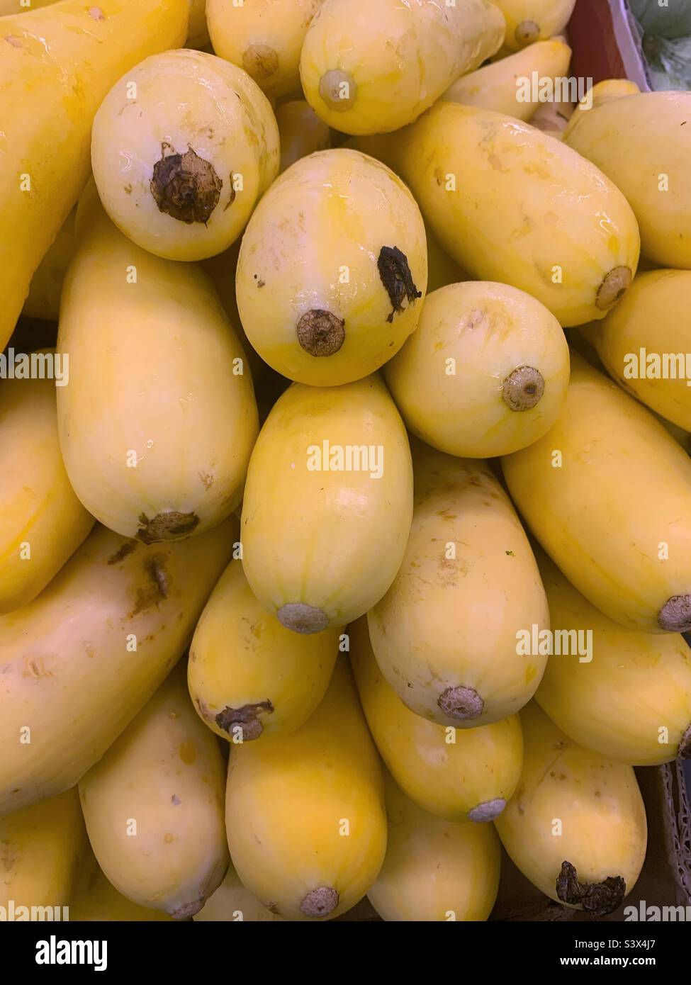 Many ripe raw yellow squash piled high. Stock Photo