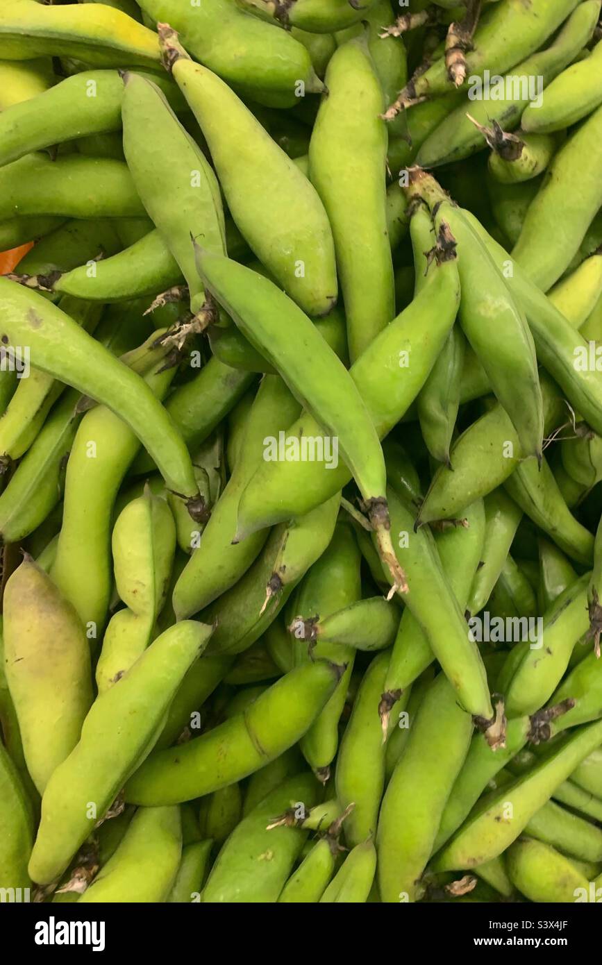 Delicious fresh raw fava beans for sale in the market. Stock Photo