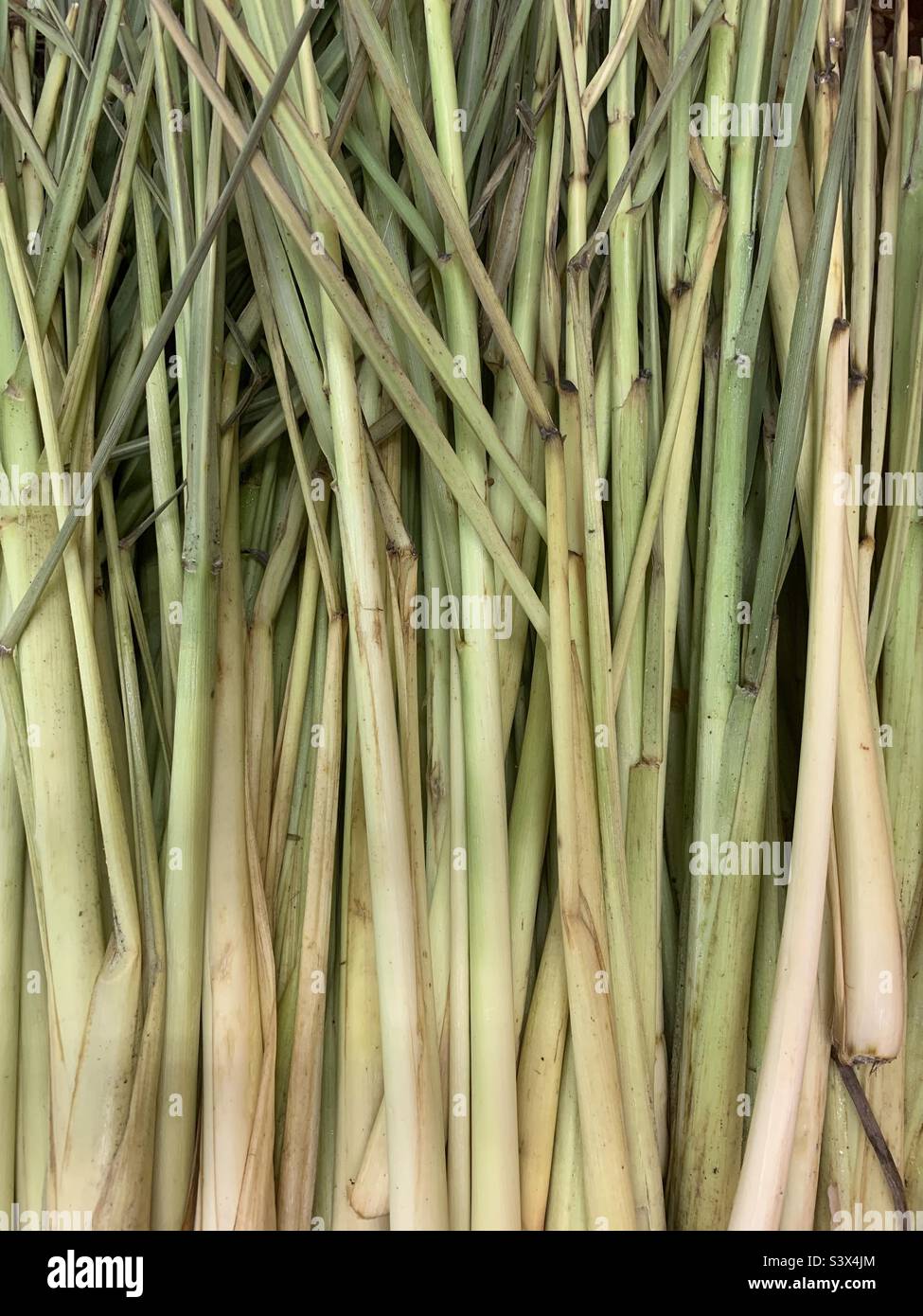 Full frame view of fresh lemongrass stalks. Stock Photo