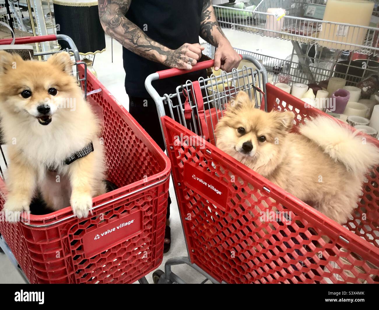 Shopping at pet store hires stock photography and images Alamy