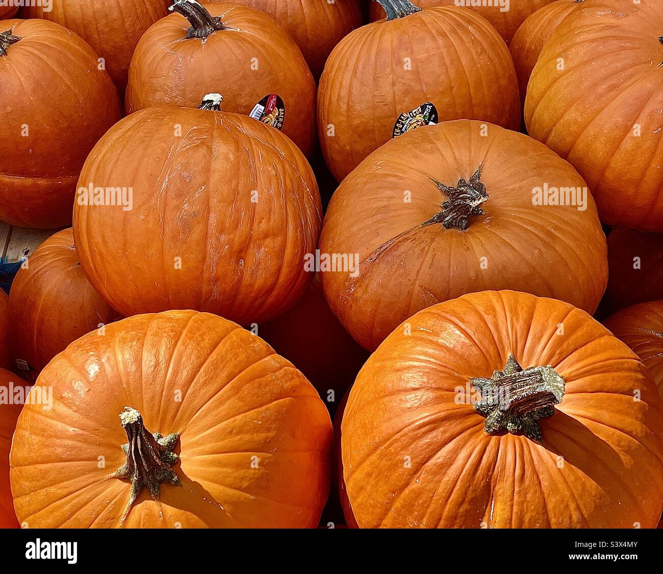 A large bin of pumpkins out in front of a Walmart in Utah, USA, out for sale in plenty of time for the upcoming Halloween holiday season. - Smartphone Captured Stock Image