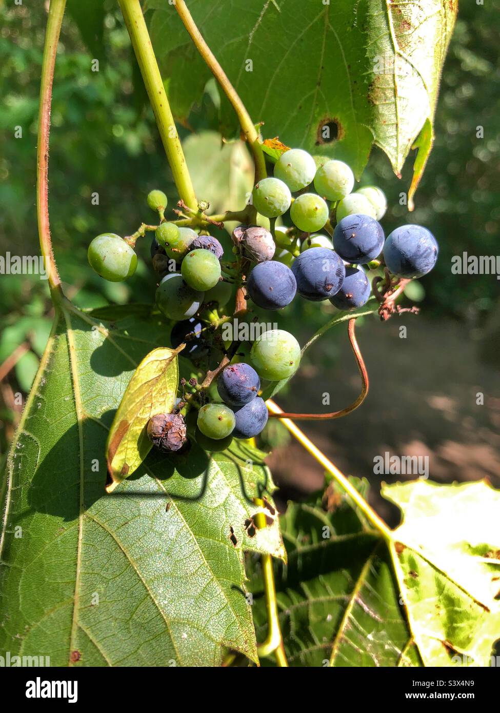 A bunch of blueberries. Stock Photo