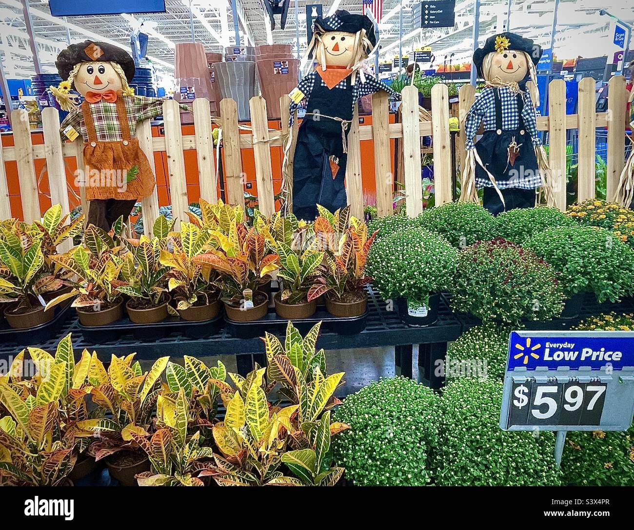 Seasonal display at a Walmart store in Utah, USA featuring a trio of cute scarecrows standing in front of a picket fence, and behind potted autumn flowers and plants for sale. - Smartphone Captured Stock Image