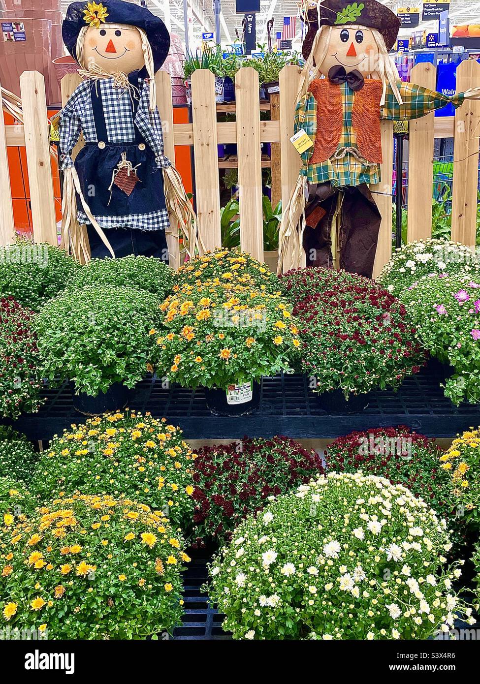 Seasonal display at a Walmart store in Utah, USA featuring a duo of cute scarecrows standing in front of a picket fence, and behind potted autumn flowers and plants for sale. - Smartphone Captured Stock Image