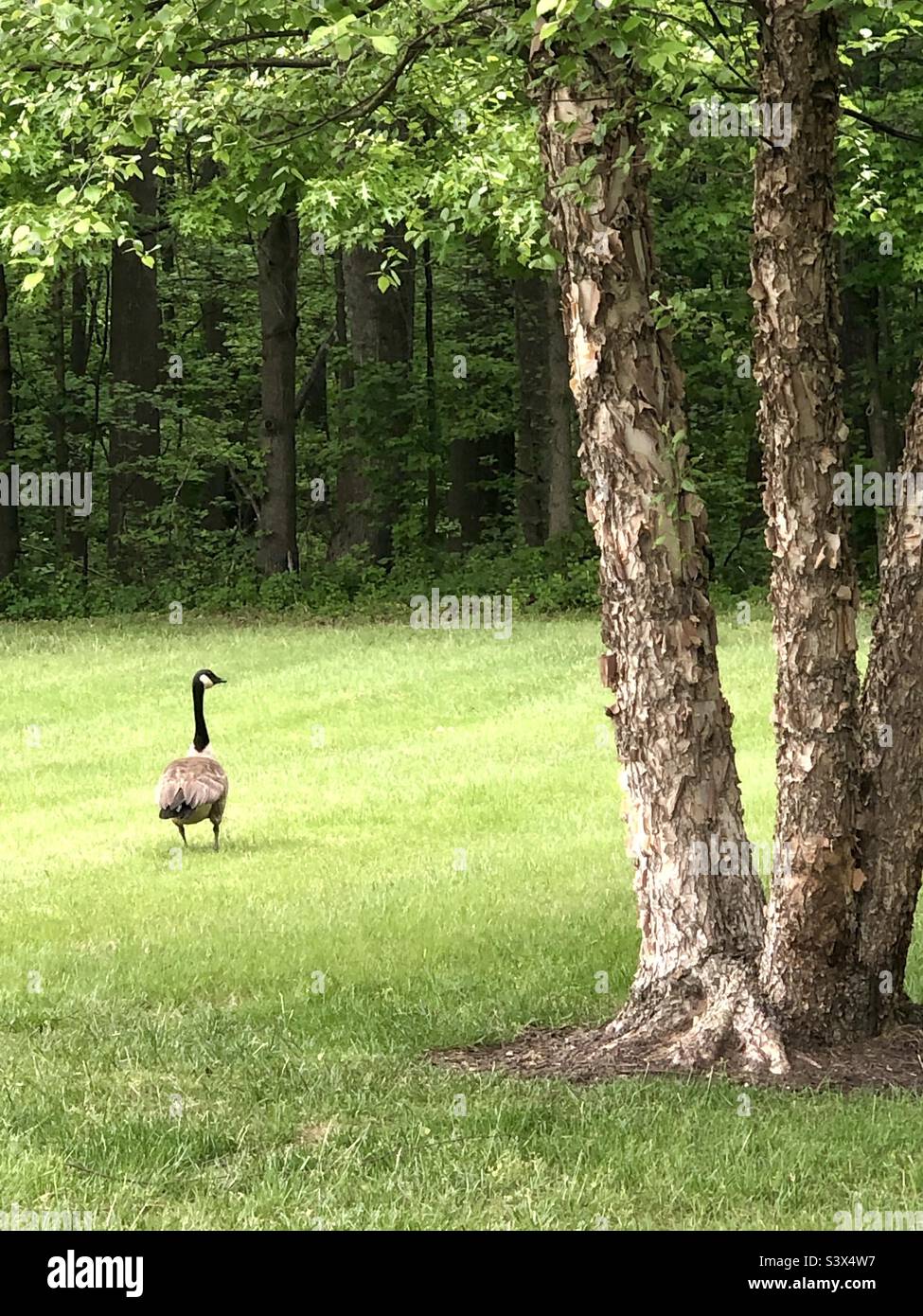Goose looking right hi-res stock photography and images - Alamy