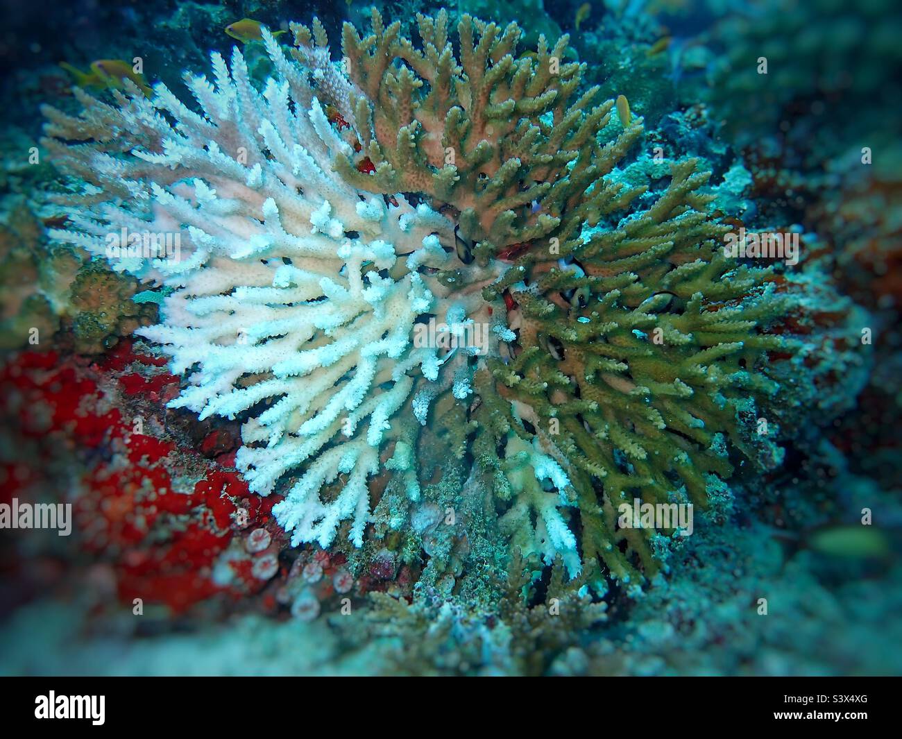 A perfect example of coral bleaching on a branching coral, Acropora sp. , in Maldives, Indian Ocean Stock Photo