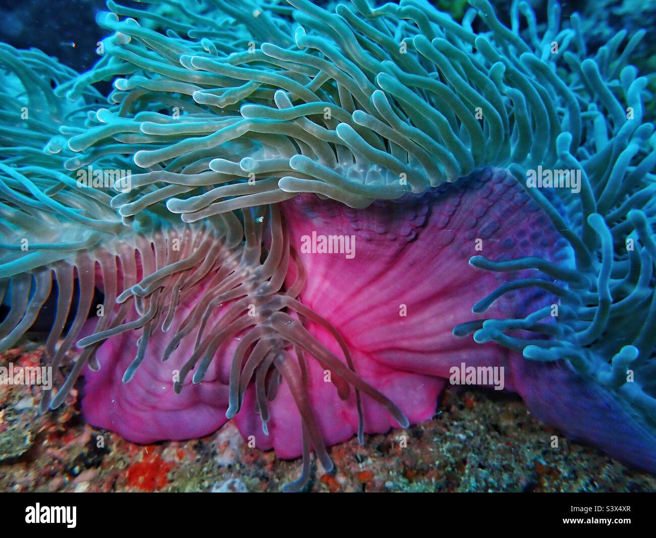 Stunning magnificent sea anemone, Heteractis magnifica in Raa Atoll, Maldives, September 2022 Stock Photo