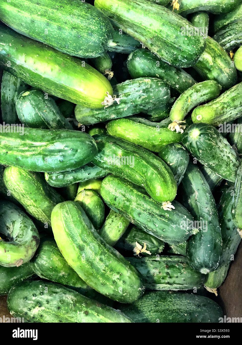 Ripe green pickling cucumbers Stock Photo