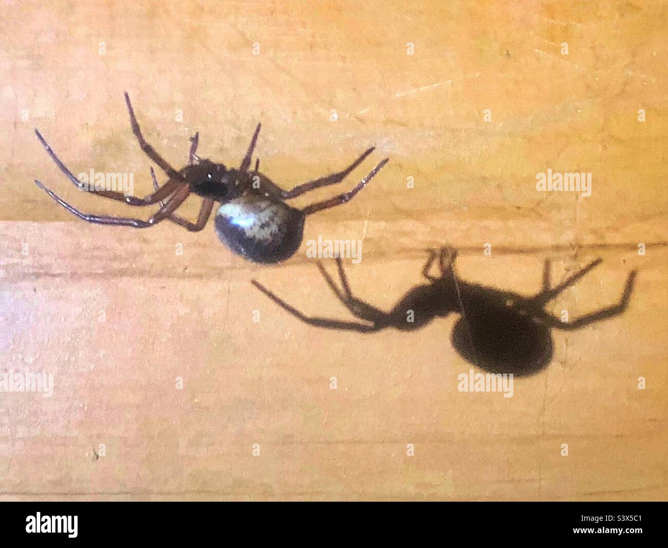 False Black Widow Spider and shadow  (Steatoda nobilis) female Stock Photo