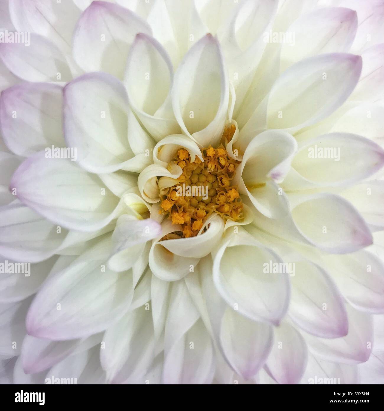 Dahlia Flower Head - Smartphone Captured Stock Image