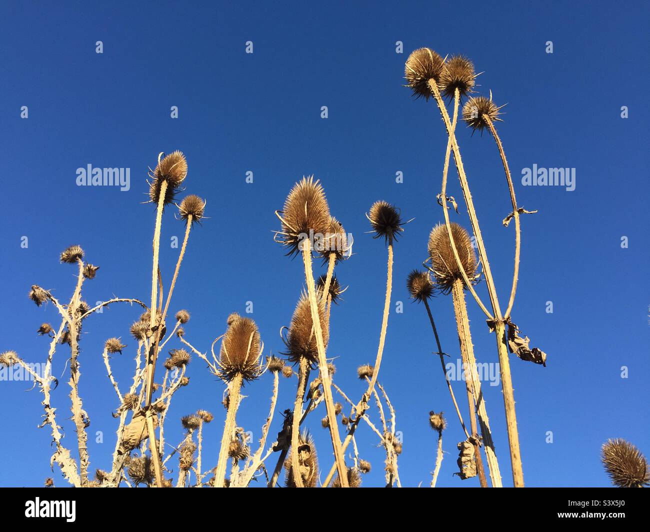 Teasels wild flowers in autumn sunshine Stock Photo