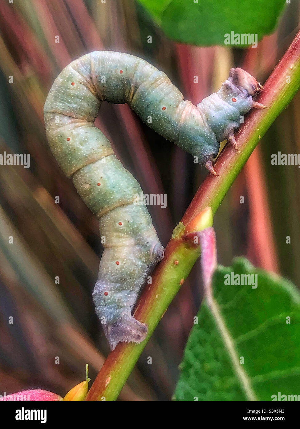 Peppered moth (Biston betularia) Caterpillar looping - Smartphone Captured Stock Image