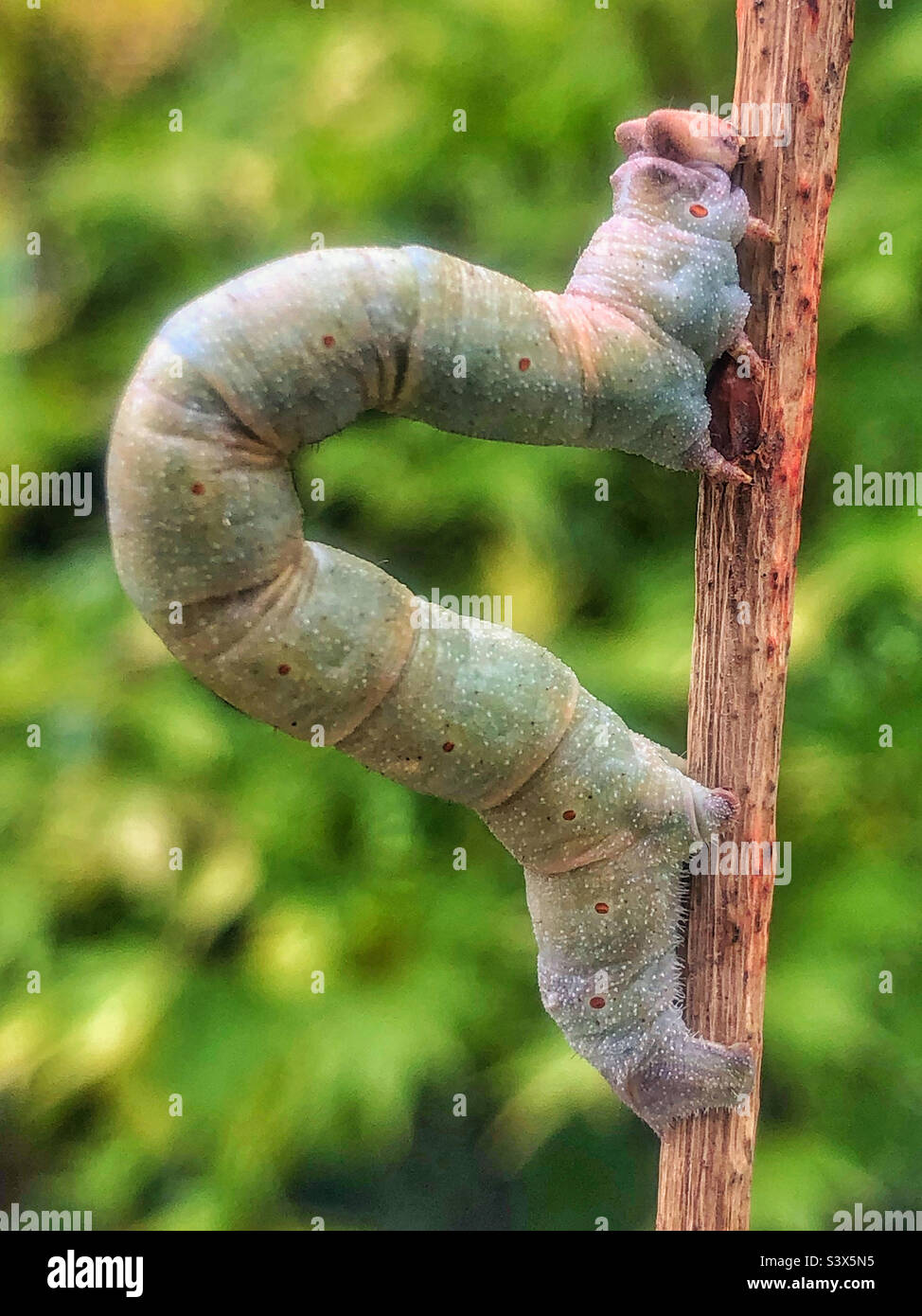 Peppered moth (Biston betularia) Caterpillar looping - Smartphone Captured Stock Image
