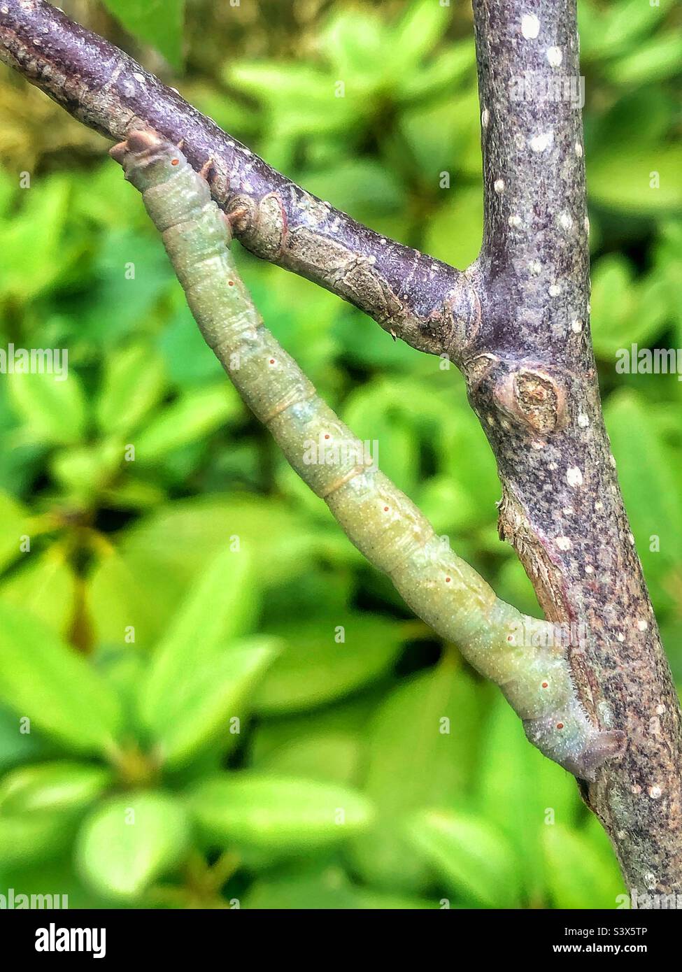 Peppered moth caterpillar (Biston betularia) camouflaged as a stick resting on a branch - Smartphone Captured Stock Image