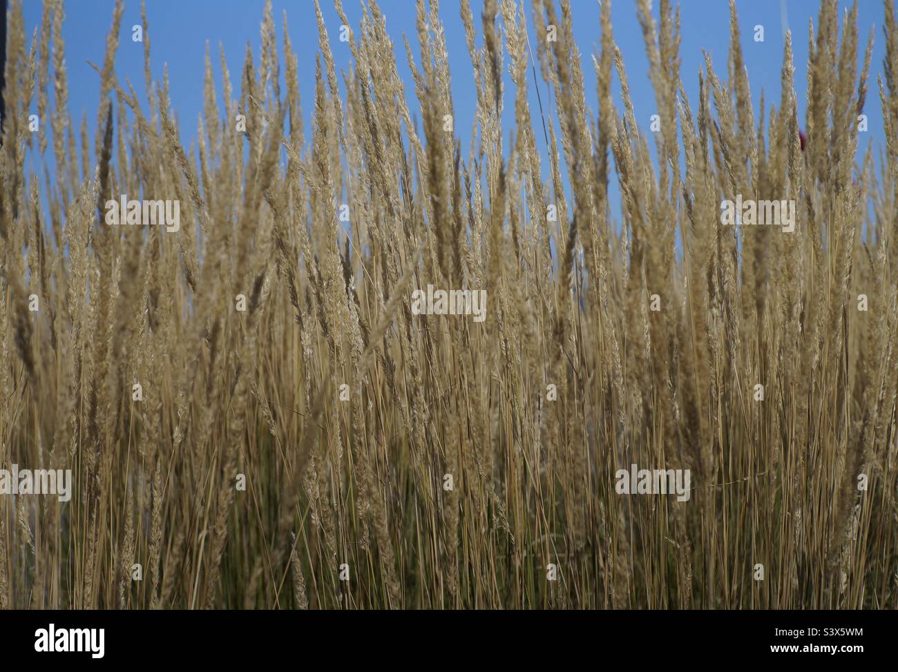 Closeup of reedgrass on a beautiful sunny day. - Smartphone Captured Stock Image