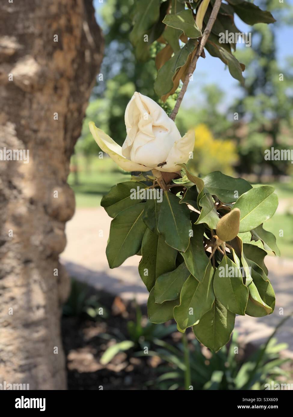 Magnolia arbol hi-res stock photography and images - Alamy