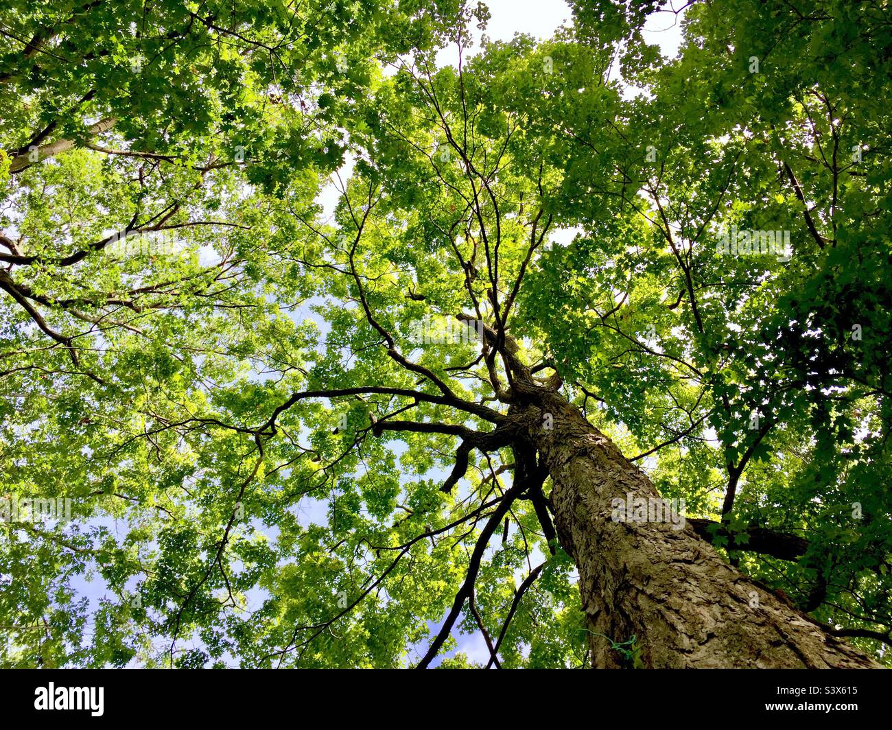Looking up into the canopy of old-growth trees, Ontario. Green leaves everywhere. Blue sky. Stock Photo