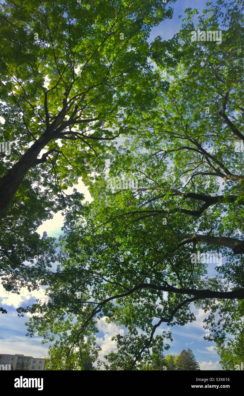 Canopy of old-growth trees in an urban area, Ontario, Canada. Panorama. Hushed vibrancy of the leafy forest. - Smartphone Captured Stock Image