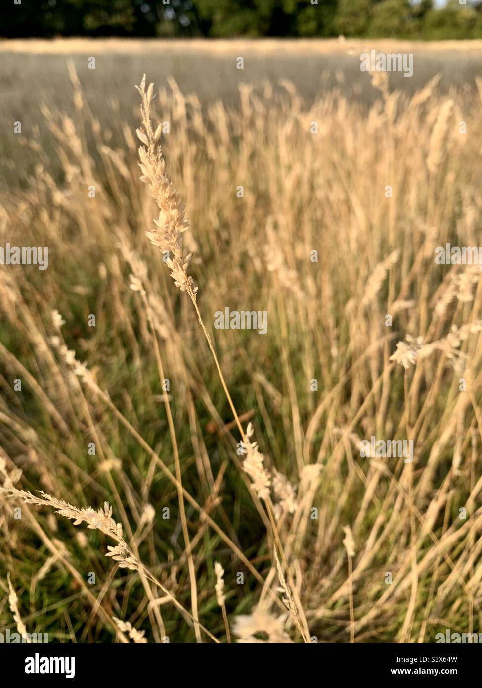 Field of dry yellow grass in the evening  sunlight - Smartphone Captured Stock Image