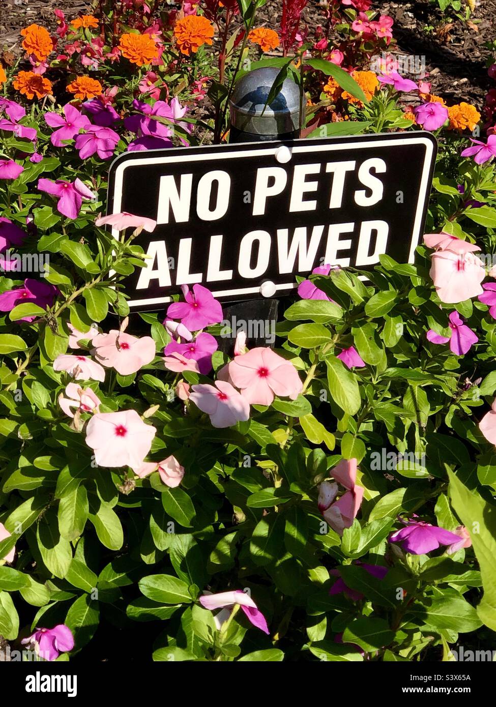 No Pets allowed - Smartphone Captured Stock Image