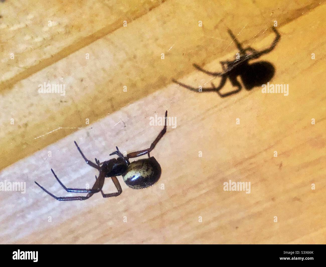 False Black Widow Spider and shadow (Steatoda nobilis) female, Hampshire garden, UK Stock Photo