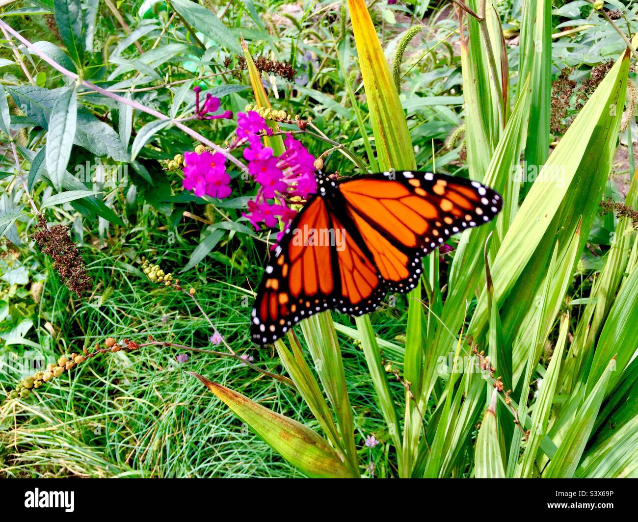 A majestic Monarch butterfly feasting on a Buddleia blossom, Ontario, Canada. Conducive habitat. Unfurled. Diagonal composition. Stock Photo