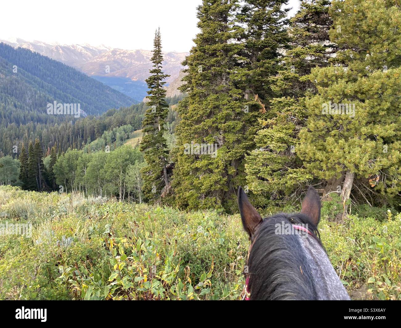 You have the tree line grand Teton mountains in Wyoming USA from horseback - Smartphone Captured Stock Image