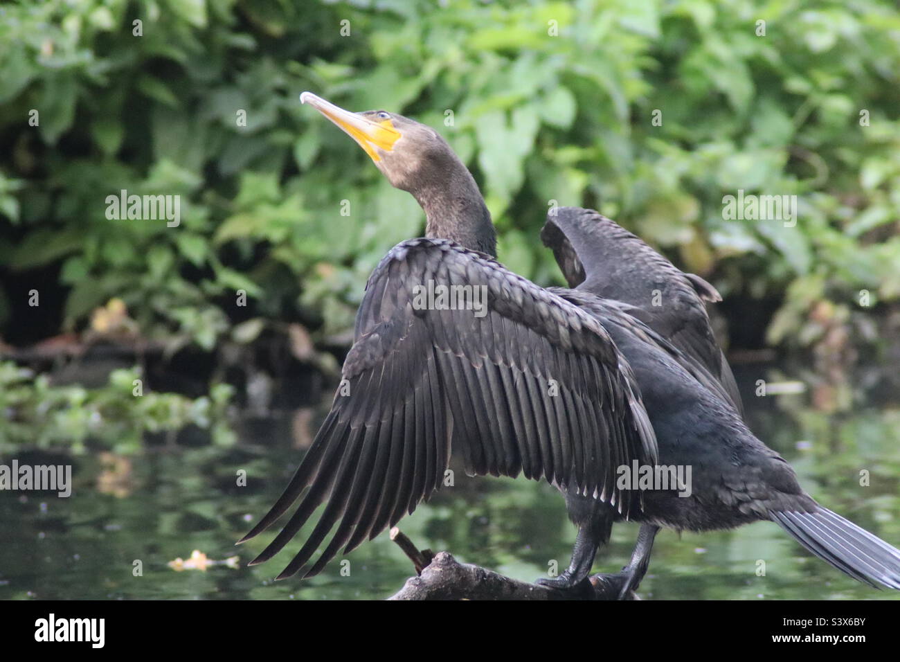 Great cormorant - Smartphone Captured Stock Image