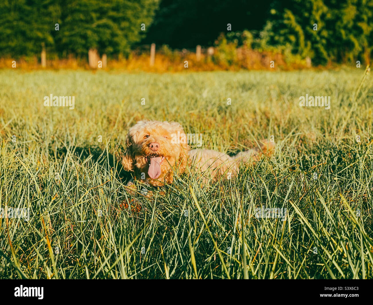 Dog Lying Down in Field with Ball Stock Photo Alamy