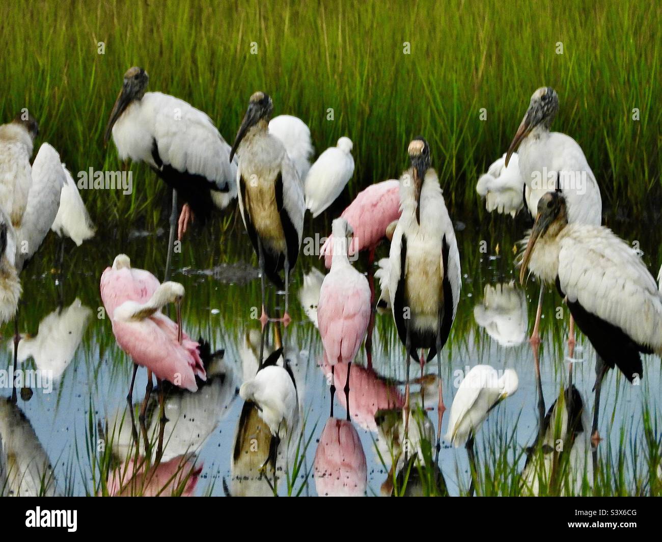 A gathering of feather friends enjoying the warm sunshine in a swampy area of coastal Georgia, - Smartphone Captured Stock Image