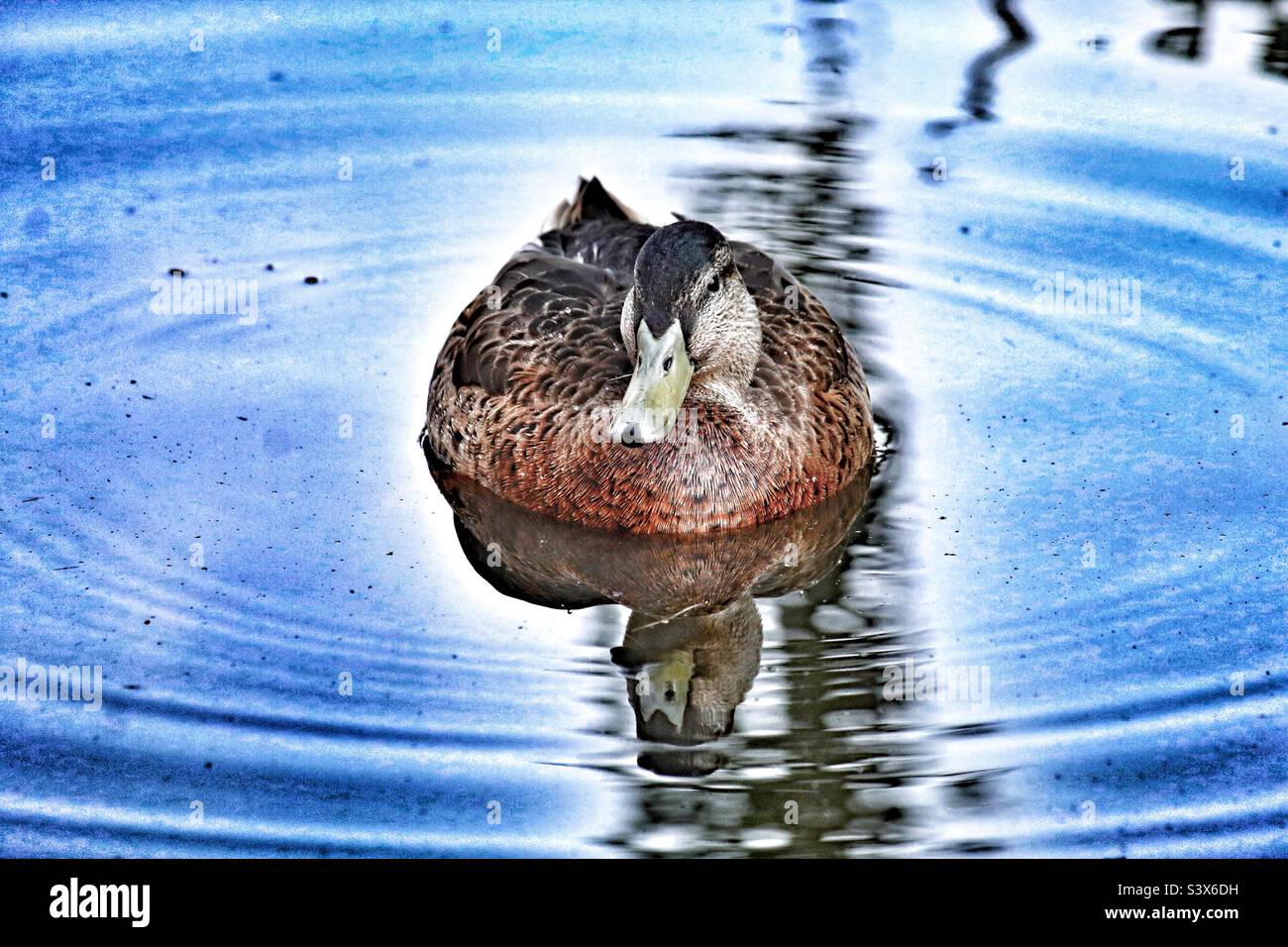 A beautiful mallard duck on a calm a tranquil lake during the summer months. The reflection of the duck can be seen in the water. - Smartphone Captured Stock Image