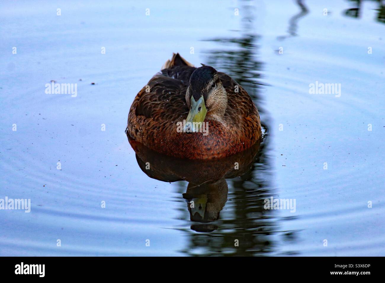 A beautiful mallard duck on a calm a tranquil lake during the summer months. The reflection of the duck can be seen in the water. - Smartphone Captured Stock Image