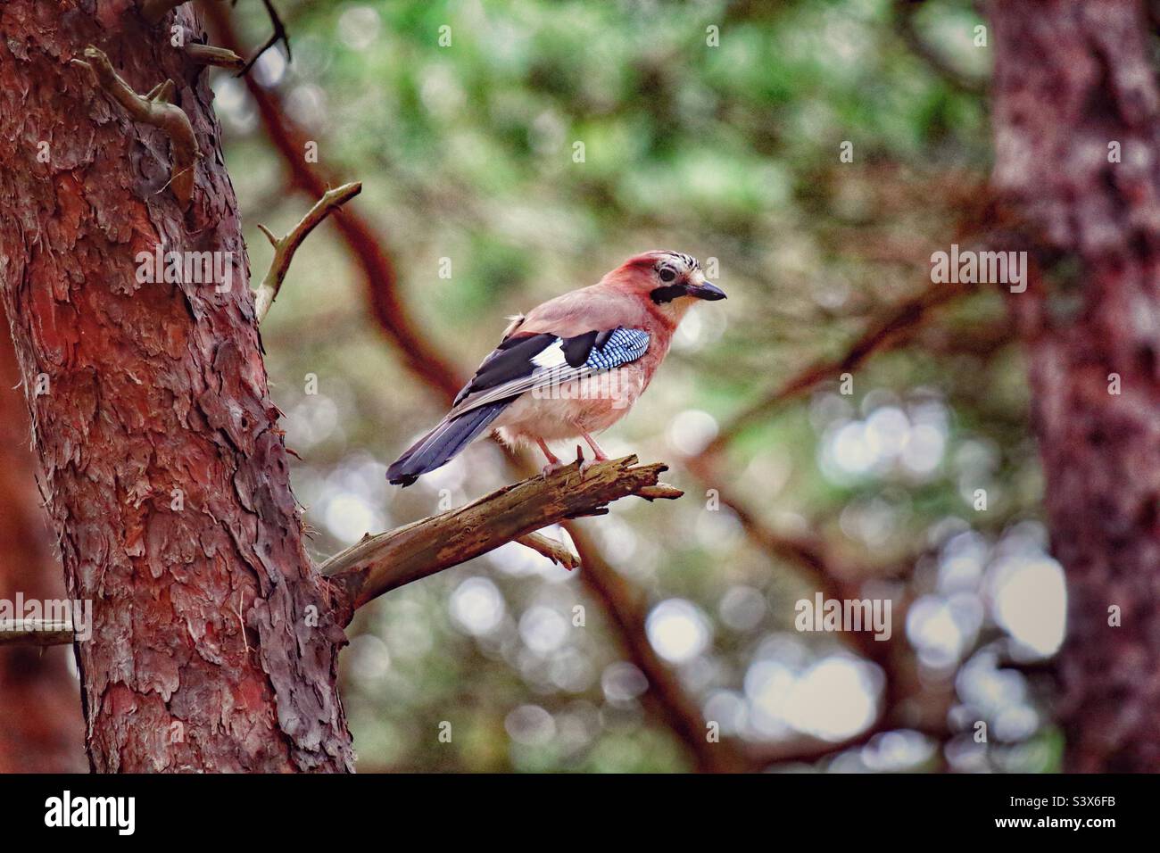 A wild Eurasian Jay bird sitting on a branch. These are very clever birds who can mimic sounds. The reflectors on its wings confuse its prey. - Smartphone Captured Stock Image