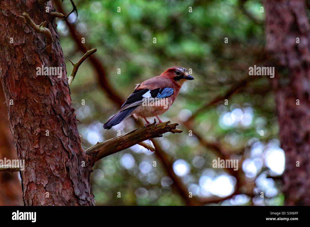 A wild Eurasian Jay bird sitting on a branch. These are very clever birds who can mimic sounds. The reflectors on its wings confuse its prey. - Smartphone Captured Stock Image
