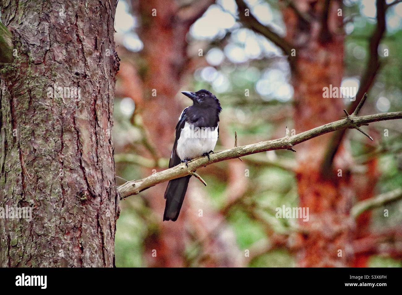 A lone magpie sitting on a branch in the woods. These unique black and white birds are still superstitious to some, the numbers present representing something different. - Smartphone Captured Stock Image