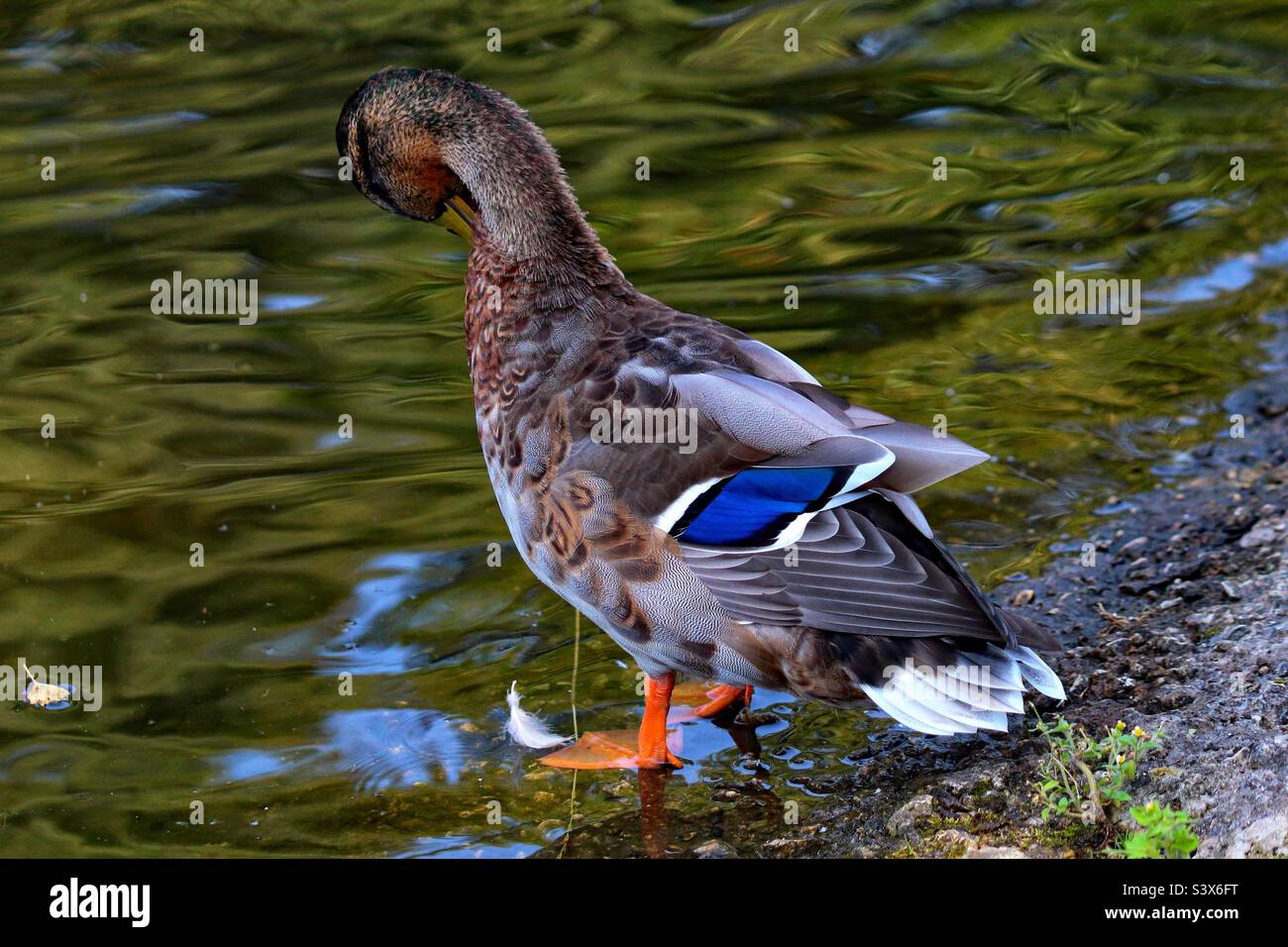A lone blue mallard at the edge of the lake, water can be seen dripping off the bird into the calm and tranquil water. - Smartphone Captured Stock Image