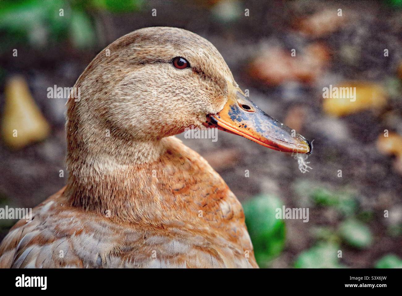 A portrait and closeup shot of a Ruddy Shelduck at a nature reserve - Smartphone Captured Stock Image