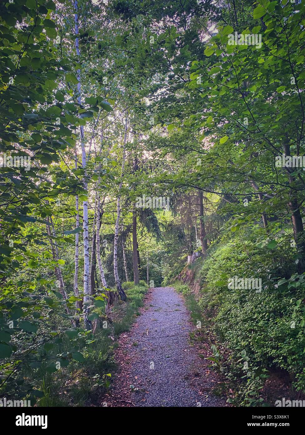 Walk through the forest in Naila, North Bavaria, Germany. - Smartphone Captured Stock Image
