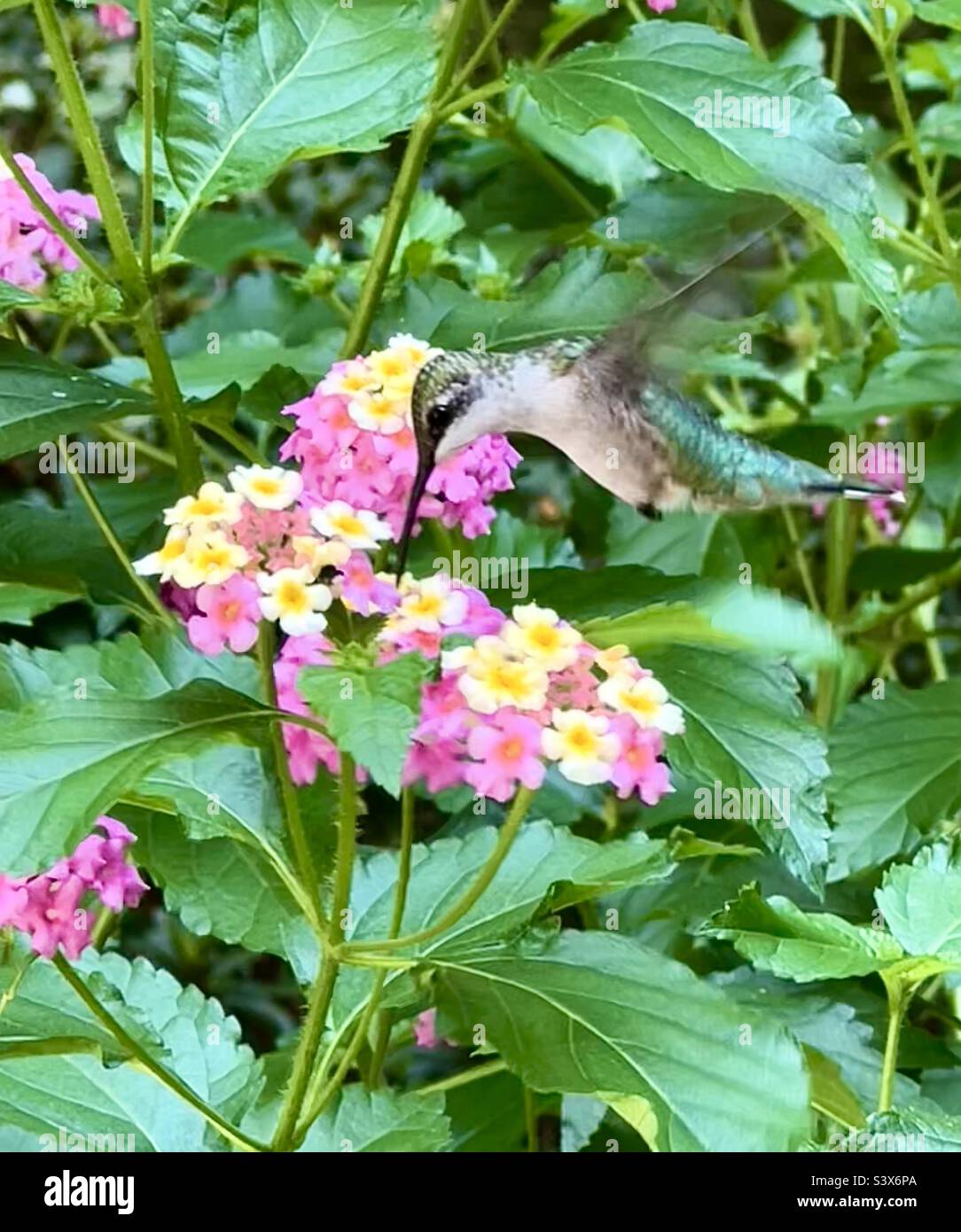 Hummingbird On The Butterfly Bush Stock Photo Alamy