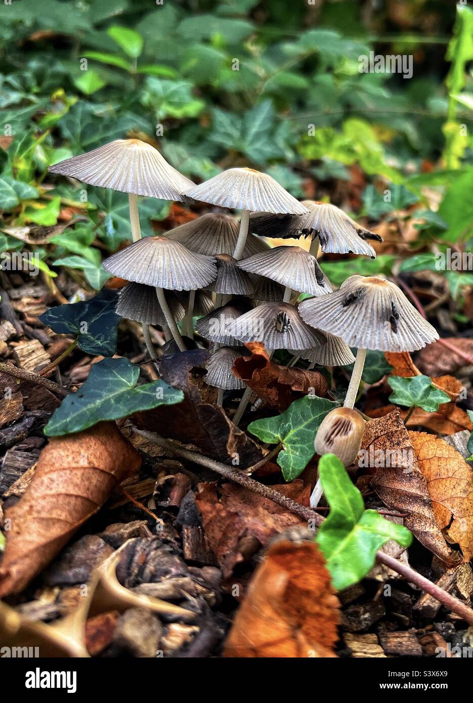 Autumn - Mushrooms growing amongst autumnal leaves in a wood. - Smartphone Captured Stock Image
