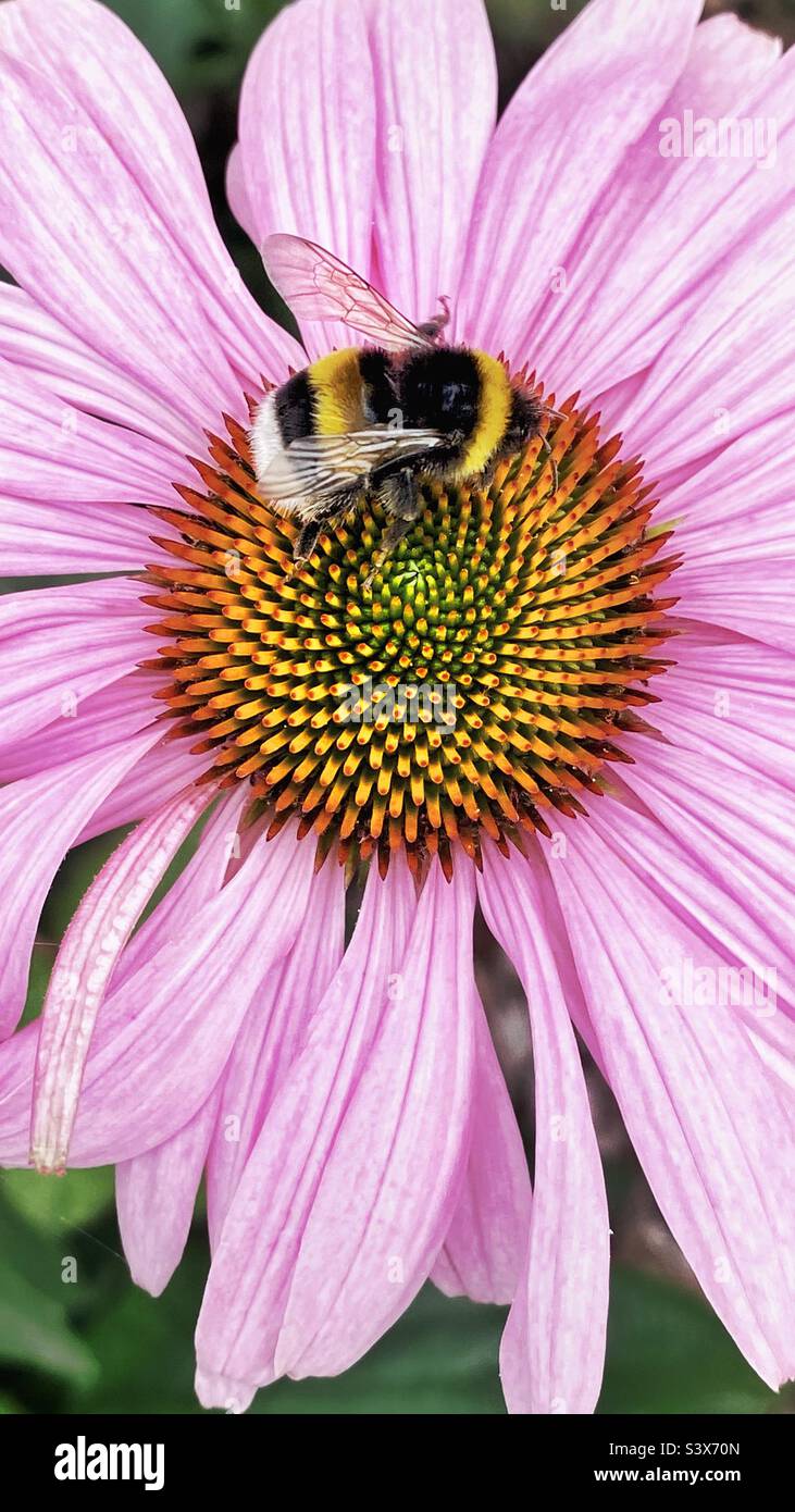 Echinacea flower and bumblebee Stock Photo