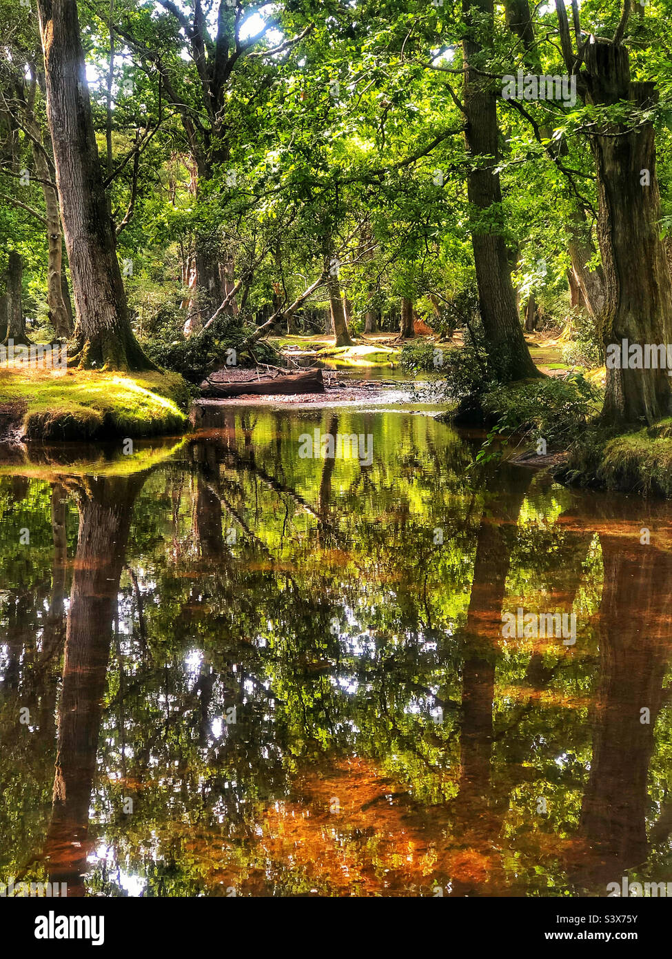 A small stream near Bolderwood in the New Forest Hampshire, taken  'contre-jour' meaning against the light Stock Photo - Alamy