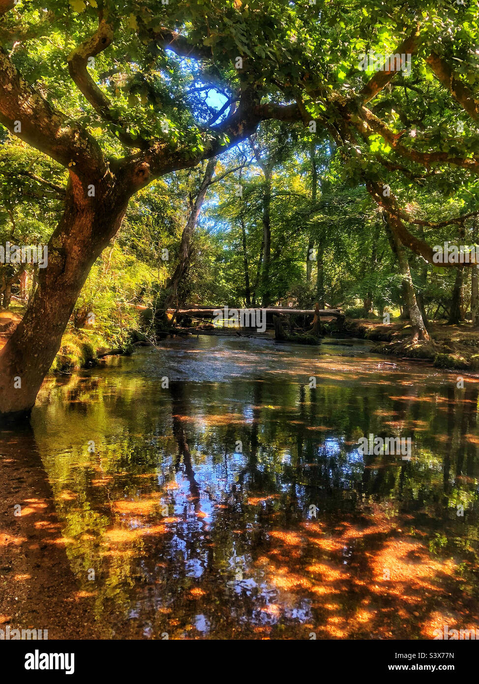 Oak tree leaning over Ober Water stream in the New Forest National Park - Smartphone Captured Stock Image