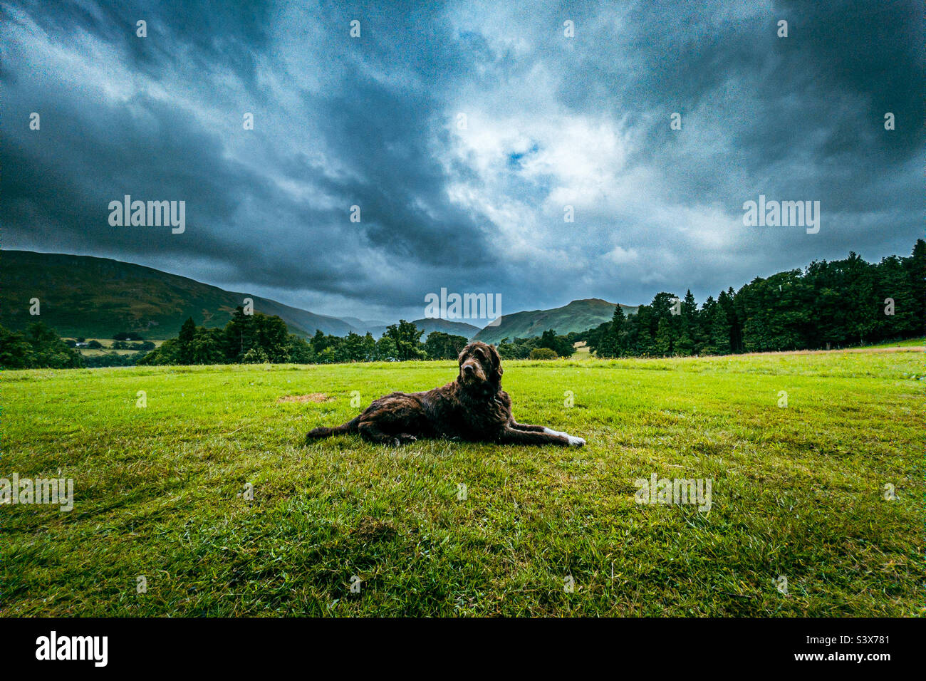 Dog under dramatic skies - Smartphone Captured Stock Image Dog under dramatic skies - Smartphone Captured Stock Image