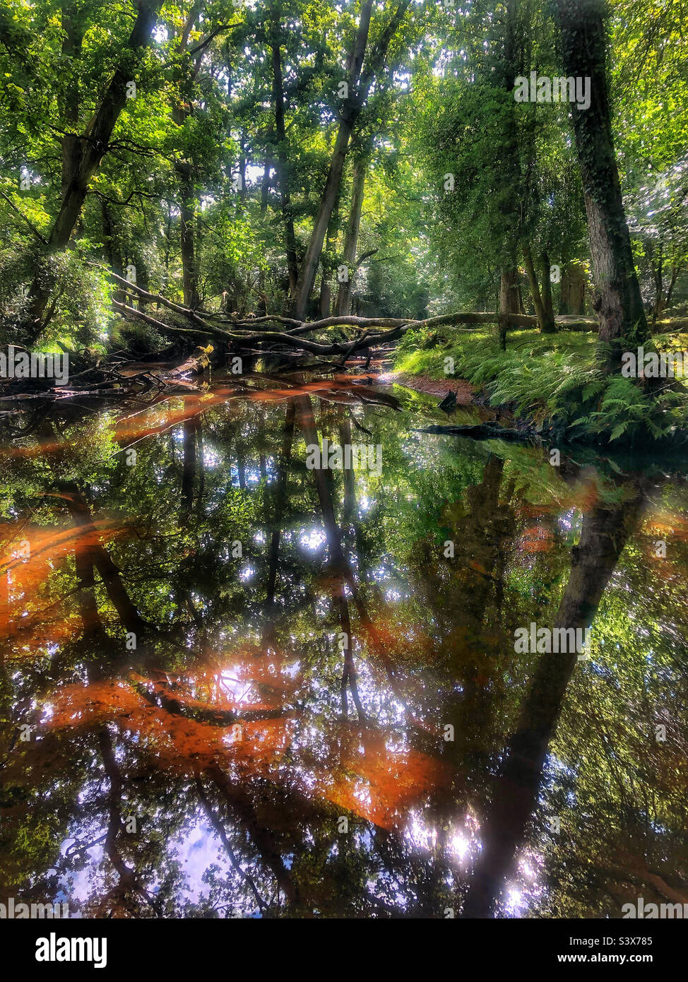 Ober Water stream and reflections in September, New Forest National Park - Smartphone Captured Stock Image