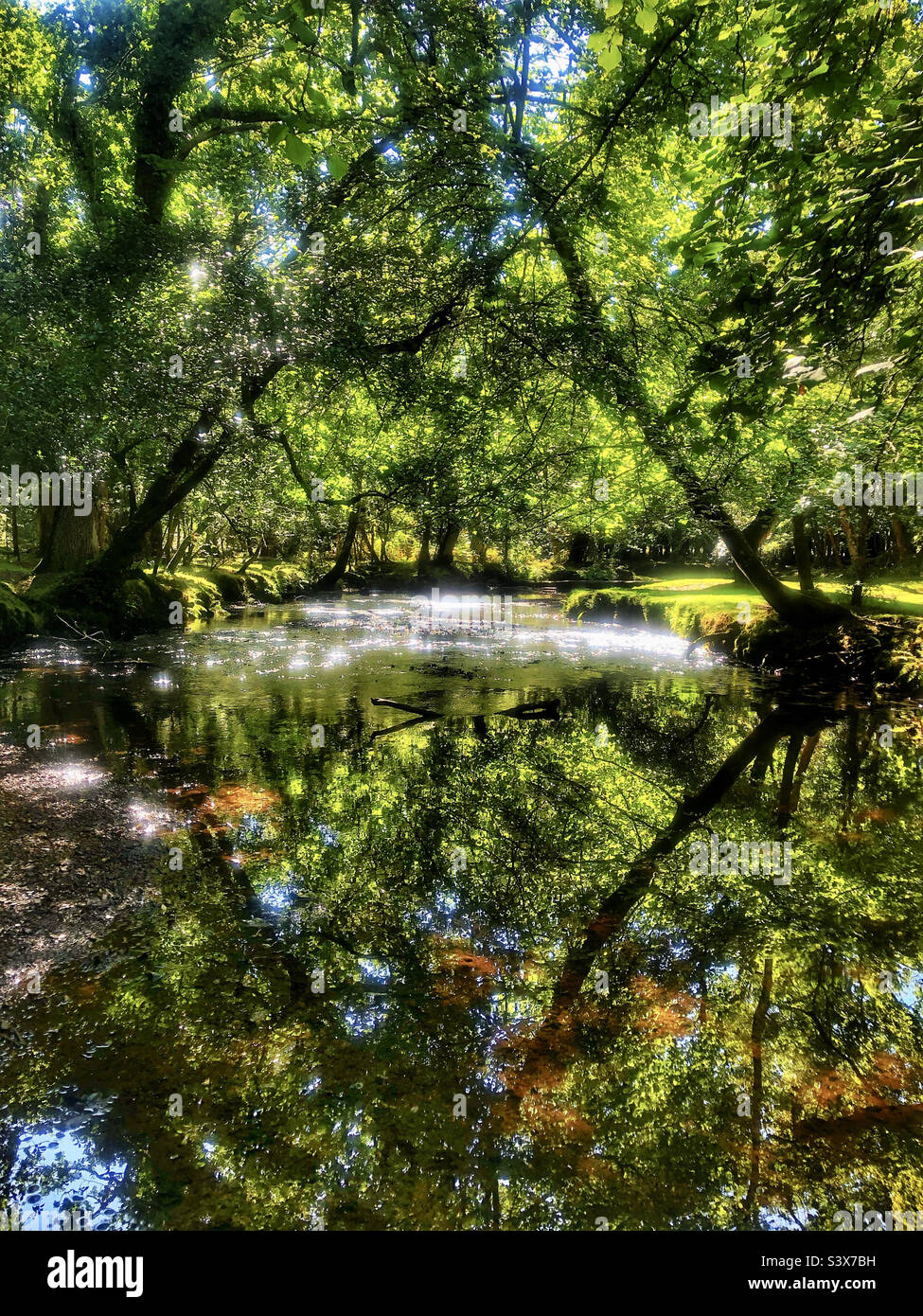 Ober Water stream near Brockenhurst in the New Forest National Park - Smartphone Captured Stock Image