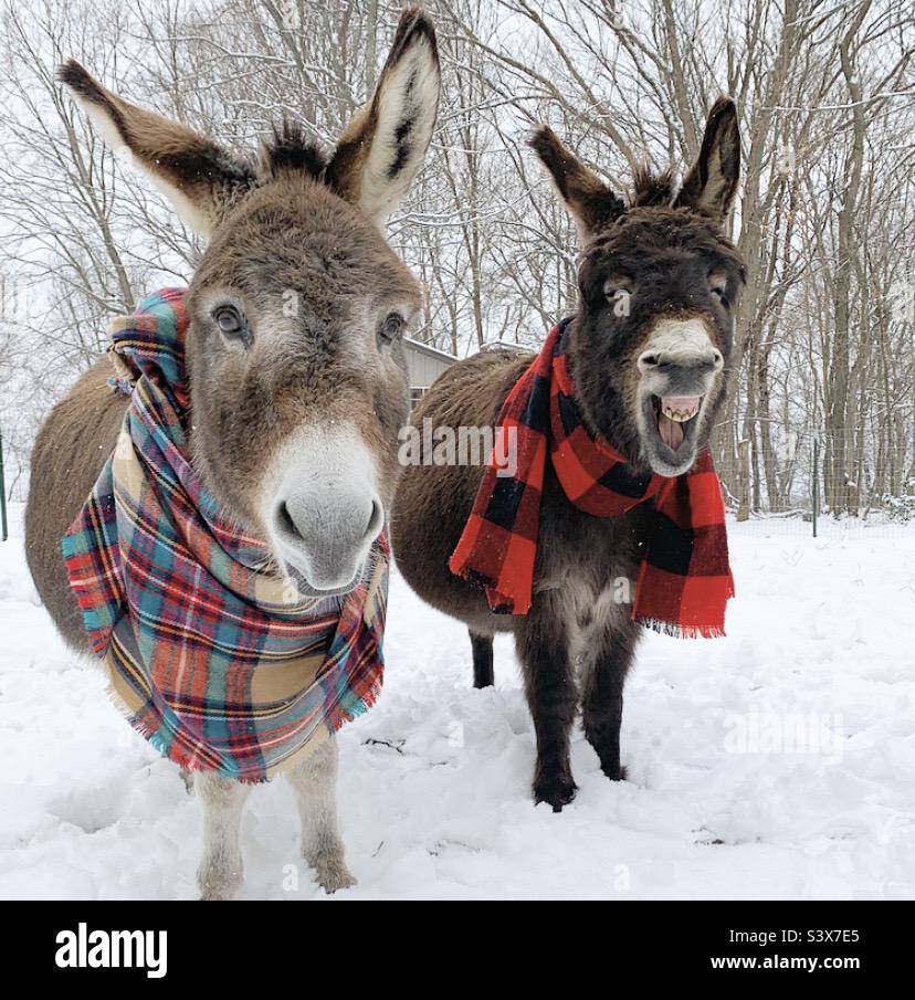 Donkeys in a winter setting Stock Photo Alamy