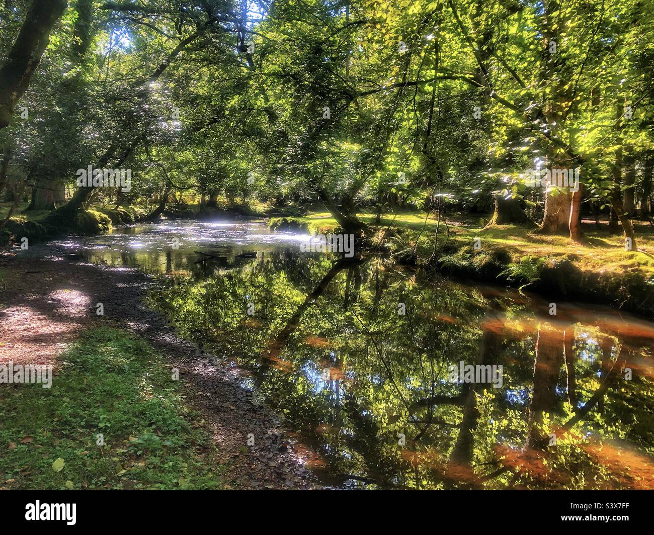 Oak tree reflections on Ober Water stream near Brockenhurst in the New Forest National Park - Smartphone Captured Stock Image