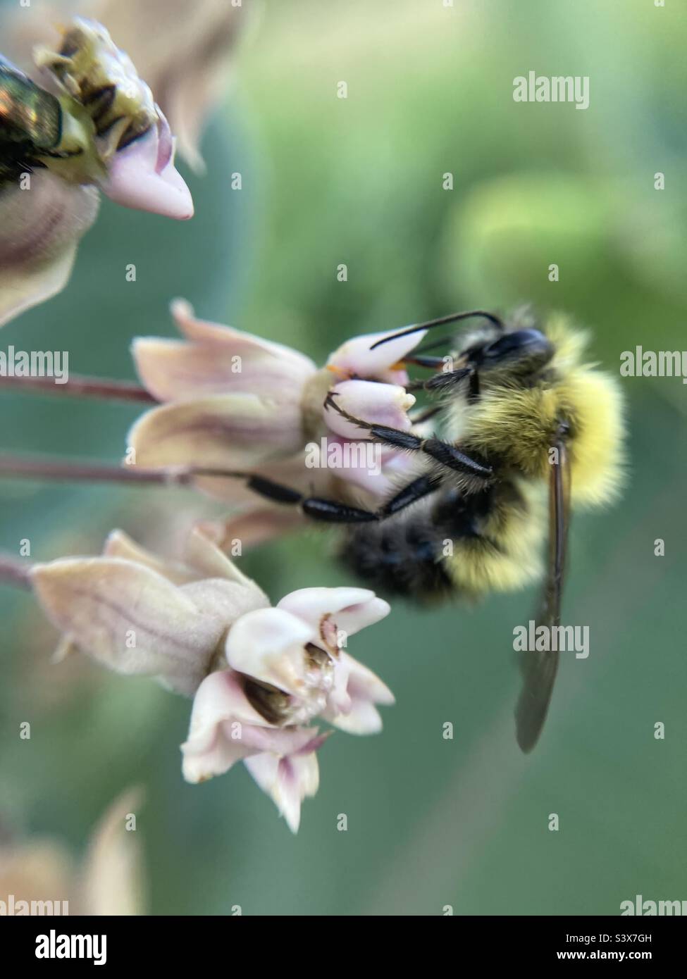 Bumblebee on flower Stock Photo